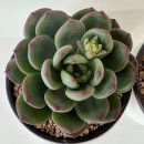 조이틴트