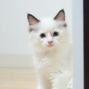 마마캐터리 이미지