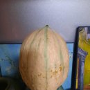 생단호박 이미지