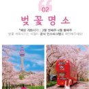 벚꽃 티스토리