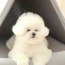 강아지집 이미지