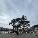 송림길 | 울산 대왕암공원 산책코스 추천｜출렁다리·송림길·벚꽃길 보고 이디야에서 쉬기(아이동반 팁)