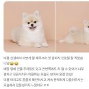 러블리댕 이미지