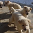 태복