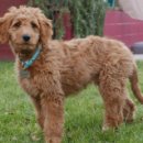 강아지야 이미지