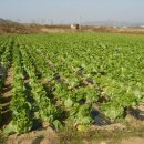 용명2리 이미지