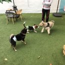 하이펫살롱 | 기본 미용 케어 원데이 클래스 후기 *하이펫스쿨* *마포다방*