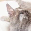 바오그루밍 이미지