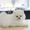 솜사탕 Daum카페