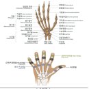 한쪽 손의 둘째 손가락 끝관절을 굽혔다 폈다 할 수 없게 된 사람[13급 08호] 이미지