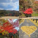 금산사 | 전북 김제 여행 금산사 단풍 절정 후기 단풍 명소