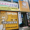 구미 고양이카페 분양 제이캣 이미지