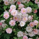 폴스 히말라얀 머스크 / Paul's Himalayan Musk 이미지