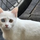 오드바버샵 이미지