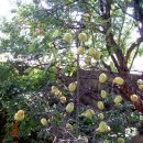 명자나무 열매의 효능(펌) 이미지