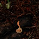 버섯, 균류 황금꾀꼬리버섯 이미지