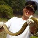 대물장어 이미지