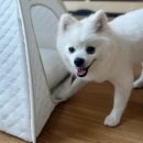 루틴펫살롱 이미지