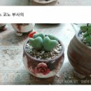 노부사 이미지