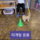 아껴줄개 이미지