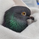 라파엘 동물병원 이미지