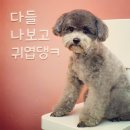 바르다펫 대전점 이미지