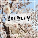 봄이 왔나 봄 이미지