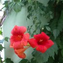 능수화(Chiese trumpet creeper)금등화. 양반꽃 이미지