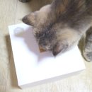 호기심 고양이 공작소 이미지