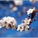 유척기(兪拓基) 신판서댁(申判書宅) 손서(孫壻)가 된 이야기 이미지