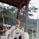 배꼽노리