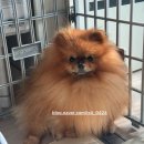 스타일 퍼피 | 강아지 관절 건강 지키는 [메디퍼피 액티브] 급여 후기 슬개골 탈구 진단 강아지 후기