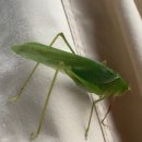 미시령계곡캠핑장 | 강원도 고성 울산바위뷰 캠핑장 ㅣ캠핑느루 미시령계곡 이제서 제대로 본거 실화...?