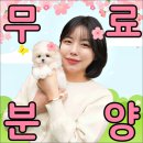 대구강아지분양 원펫 | 대구강아지무료분양 상담 후 진행했던 후기