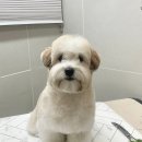 오도르봉 이미지