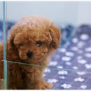 동물병원 퍼피하우스 이미지