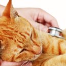 일산 클래식 동물병원 이미지