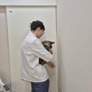 24시 동탄윌 동물의료센터 | 동탄동물병원 24시동탄시티동물의료센터 건강검진 후기!!