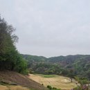 남춘천CC | 남춘천 CC 라운딩 후기 :: 챌린지-빅토리, 4월 그린 상태, 난이도