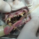 카페거리 동물병원 동행 이미지