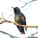 아이슬란드의 새5 - Common Starling(흰점찌르레기) 이미지