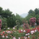 H9376 Daum카페