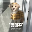 그루미송 이미지