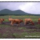 재경목장 이미지