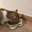 장바탕 | 농심 반려다움 프로바이오틱스 후기｜강아지 고양이 유산균 장 건강 반려동물영양제 리뷰