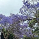 이니록스 | [시드니] 자카란다 명소 밀슨공원(Milson park) 맥두걸 스트릿(McDougall Street) | 더 록스 마켓