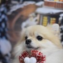 조이펫살롱 이미지