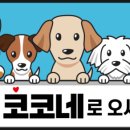 상신리코코네 이미지