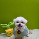 깐돌이네 애견샵 이미지