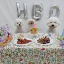 가치있개 반려견 유치원 이미지